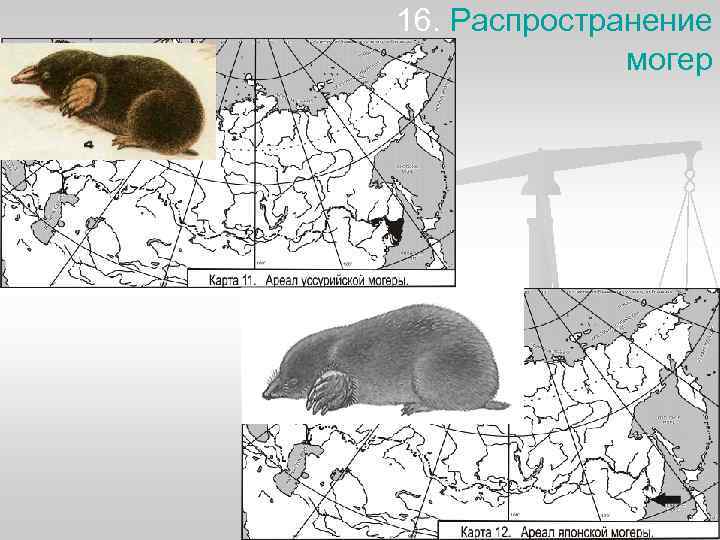 16. Распространение    могер 