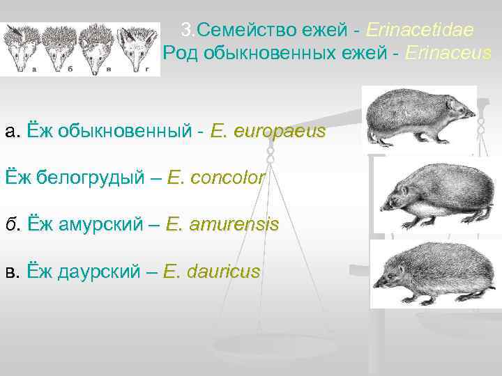    3. Семейство ежей - Erinacetidae   Род обыкновенных ежей -