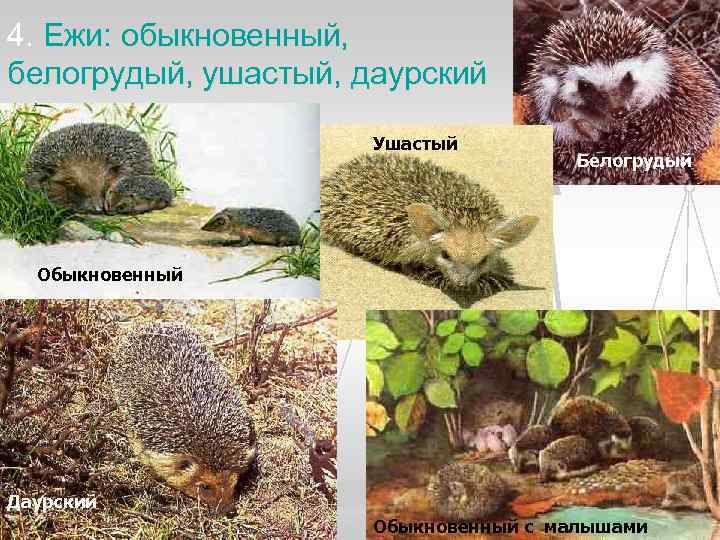 4. Ежи: обыкновенный, белогрудый, ушастый, даурский    Ушастый    Белогрудый