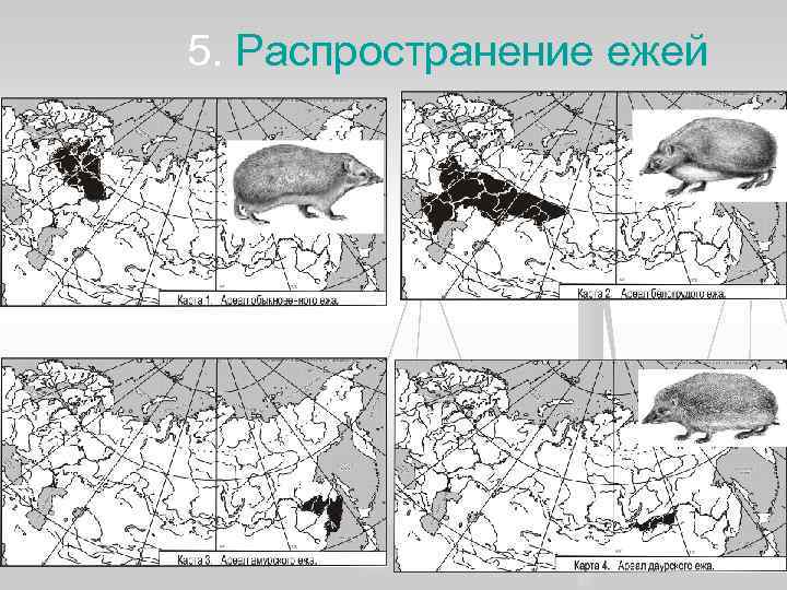 5. Распространение ежей 