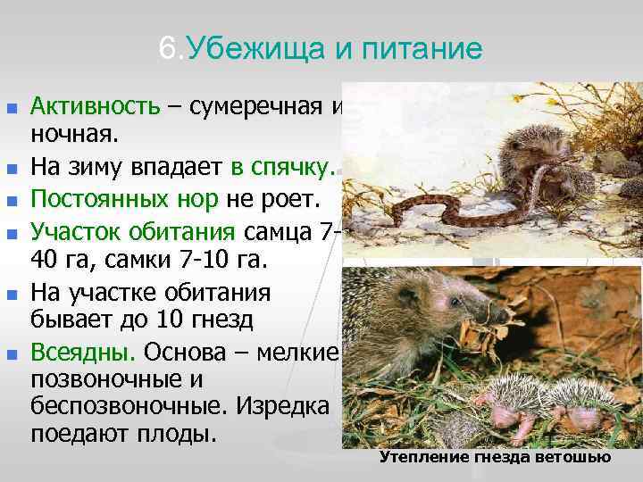    6. Убежища и питание n  Активность – сумеречная и ночная.
