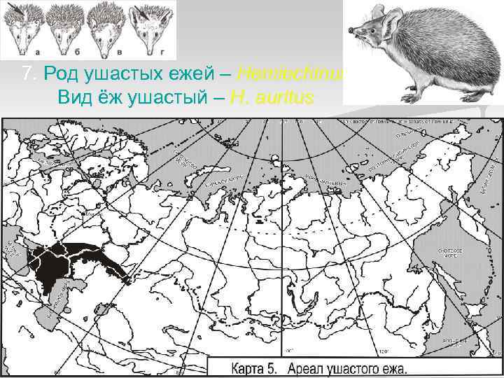 7. Род ушастых ежей – Hemiechinus Вид ёж ушастый – H. auritus 