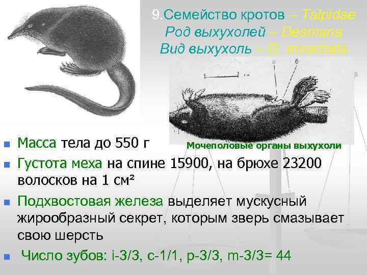      9. Семейство кротов – Talpidae    