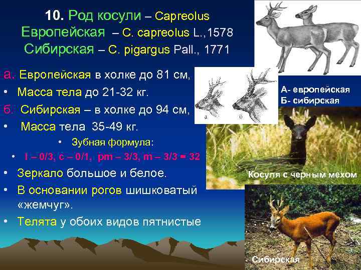  10. Род косули – Capreolus  Европейская – С. capreolus L. , 1578