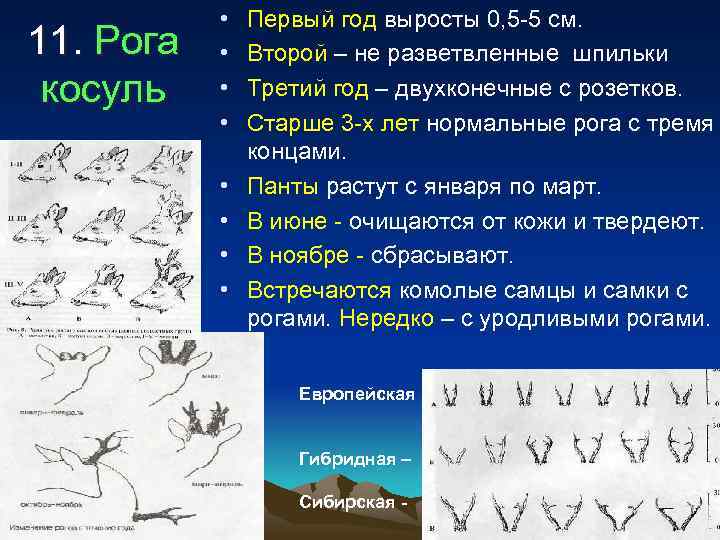   •  Первый год выросты 0, 5 -5 см. 11. Рога 