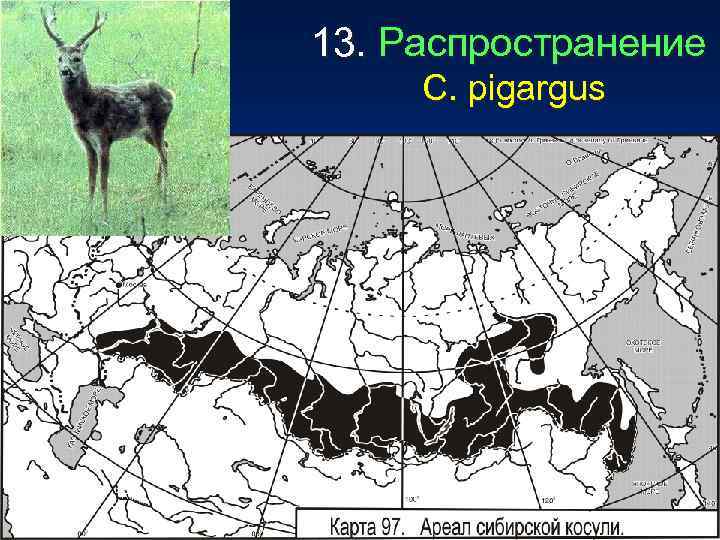 13. Распространение С. рigargus 
