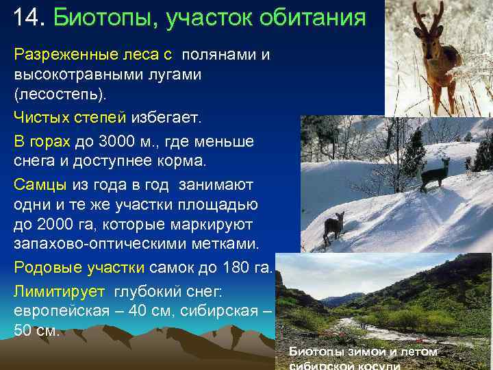  14. Биотопы, участок обитания • Разреженные леса с полянами и  высокотравными лугами