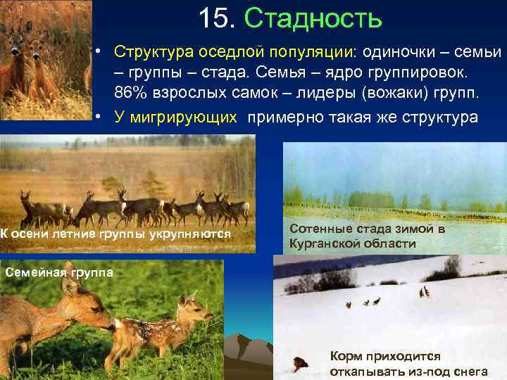       15. Стадность    • Структура оседлой