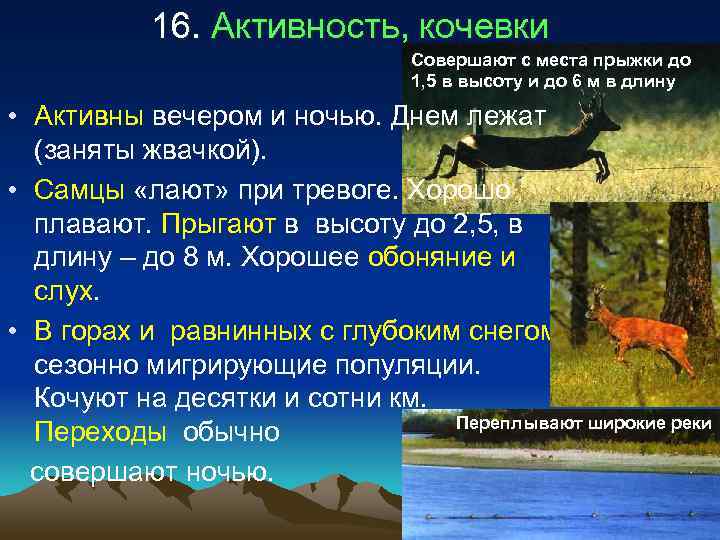   16. Активность, кочевки       Совершают с места