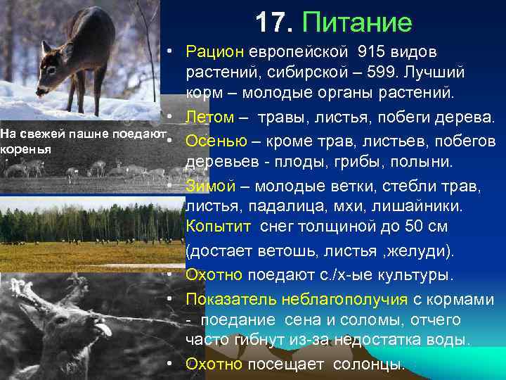       17. Питание     • Рацион