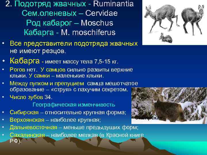  2. Подотряд жвачных - Ruminantia Сем. оленевых – Cervidae  Род кабарог –