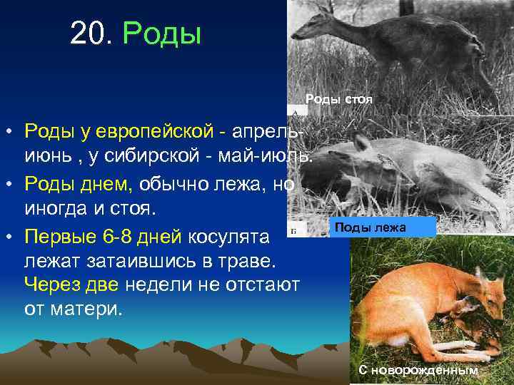  20. Роды      Роды стоя  • Роды у