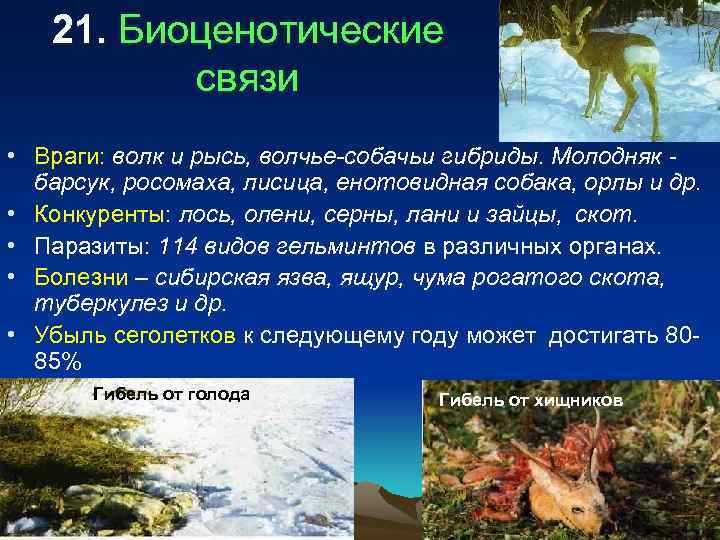   21. Биоценотические  связи • Враги: волк и рысь, волчье-собачьи гибриды. Молодняк