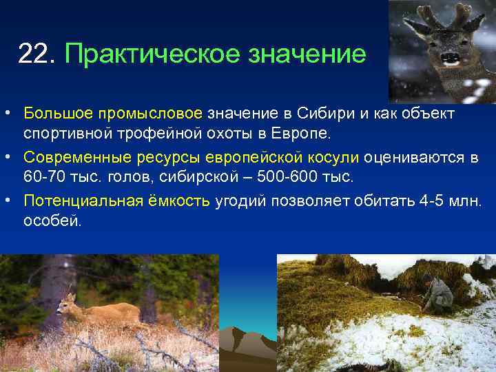  22. Практическое значение  • Большое промысловое значение в Сибири и как объект