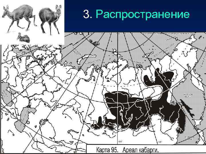 3. Распространение 