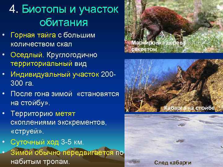  4. Биотопы и участок  обитания • Горная тайга с большим  количеством