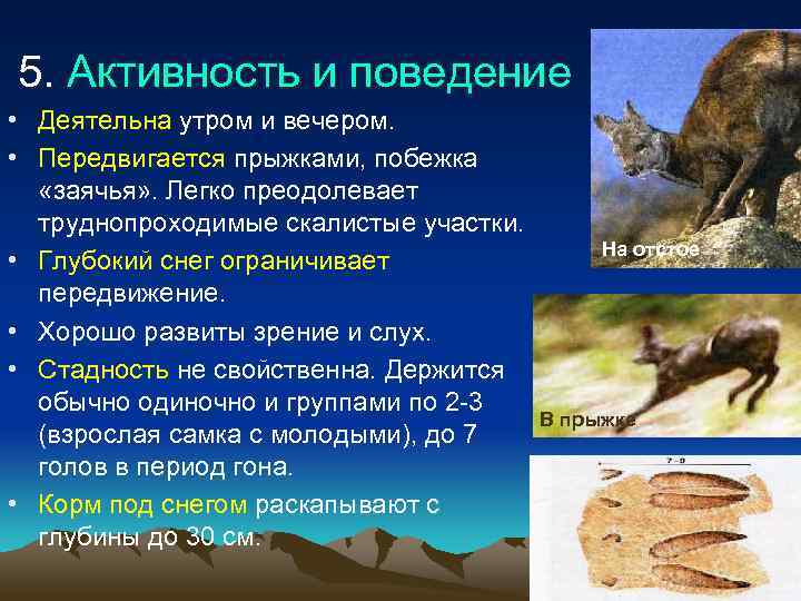 5. Активность и поведение • Деятельна утром и вечером.  • Передвигается прыжками, побежка