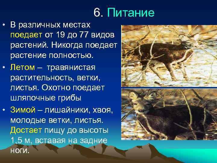      6. Питание • В различных местах  поедает от