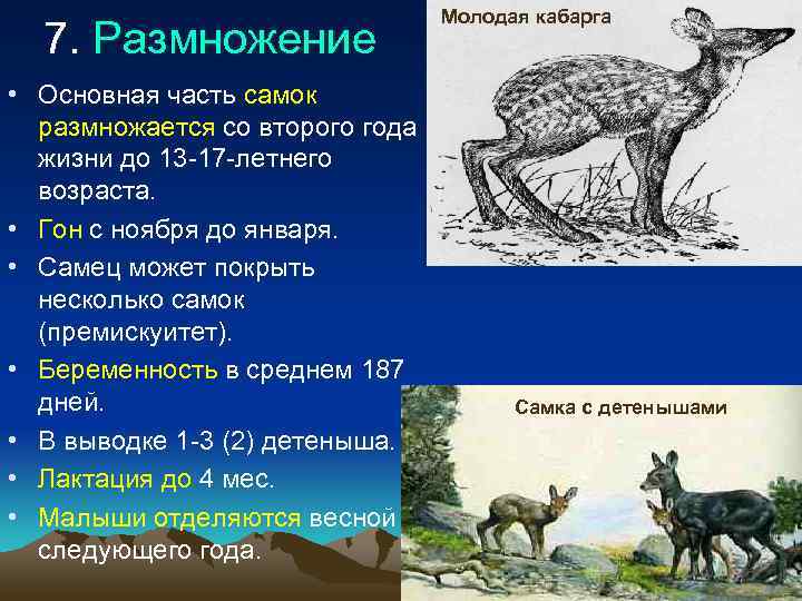        Молодая кабарга  7. Размножение • Основная