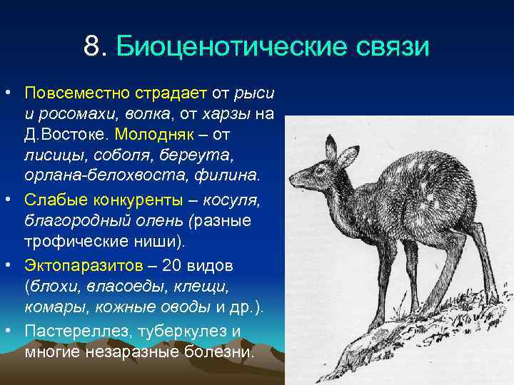    8. Биоценотические связи • Повсеместно страдает от рыси  и росомахи,