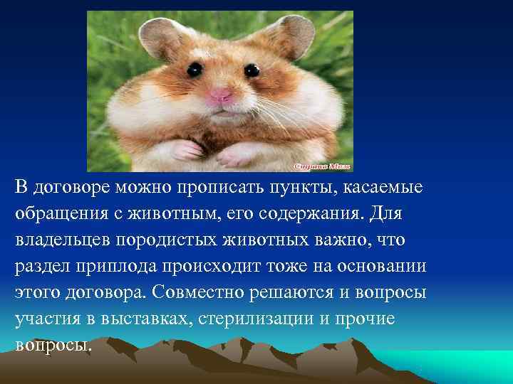 В договоре можно прописать пункты, касаемые обращения с животным, его содержания. Для владельцев породистых