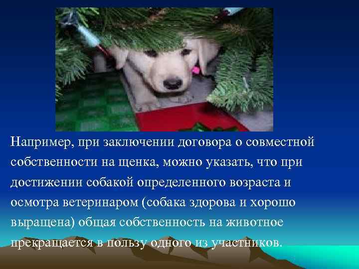 Например, при заключении договора о совместной собственности на щенка, можно указать, что при достижении