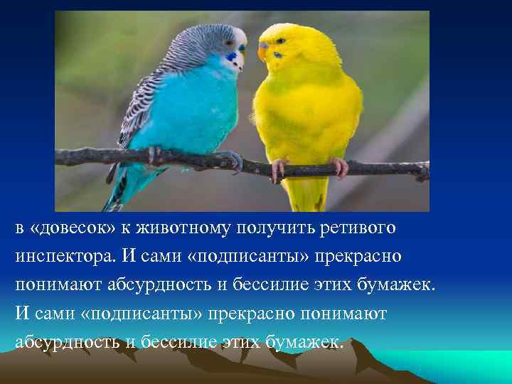 в «довесок» к животному получить ретивого инспектора. И сами «подписанты» прекрасно понимают абсурдность и