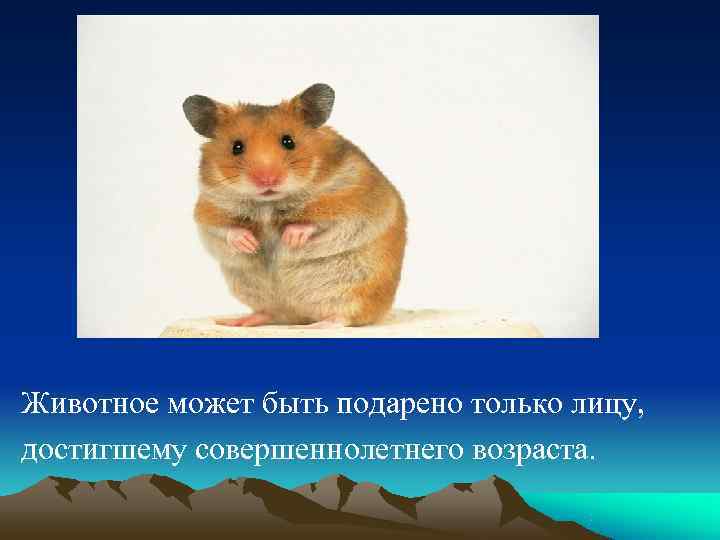 Животное может быть подарено только лицу, достигшему совершеннолетнего возраста. 