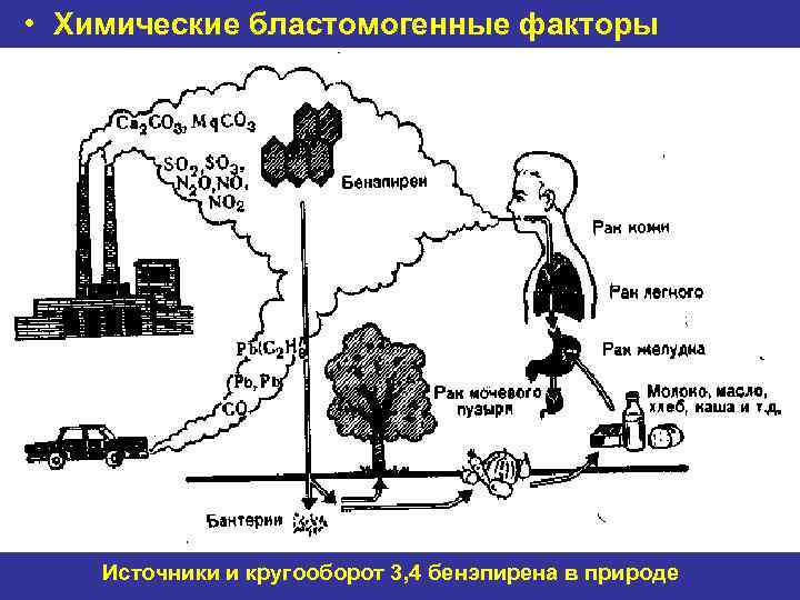  • Химические бластомогенные факторы   Источники и кругооборот 3, 4 бенэпирена в