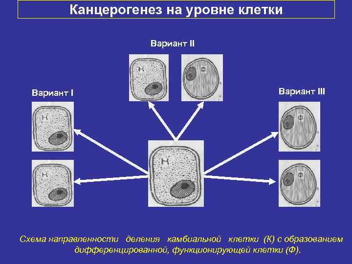    Канцерогенез на уровне клетки      Вариант II