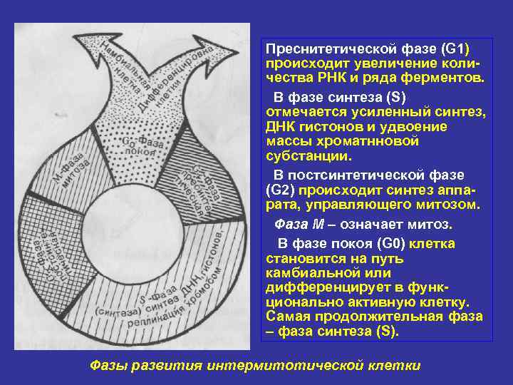     Преснитетической фазе (G 1)     происходит увеличение