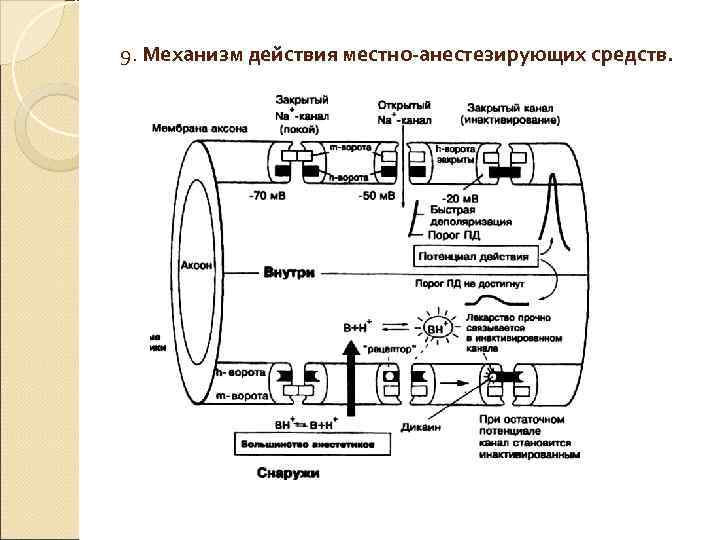 Механизм действия анестезии. Механизм действия местно анестезирующих средств. Общие анестетики механизм действия. Механизм действия средств для наркоза. Механизм действия общих анестетиков.