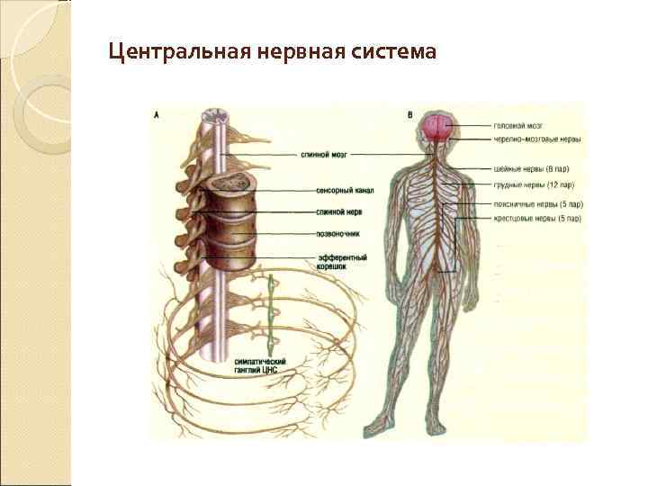 Периферическое центральное нарушение. Центральная нервная система. Периферическая нервная система. Заболевания периферической нервной системы. ЦНС И периферическая нервная система.