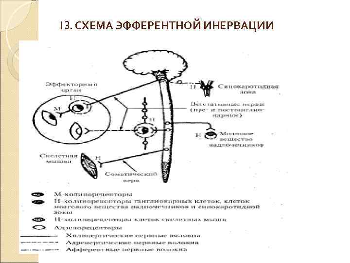 13. СХЕМА ЭФФЕРЕНТНОЙ ИНЕРВАЦИИ 13. СХЕМА ЭФФЕРЕНТНОЙ ИНЕРВАЦИИ