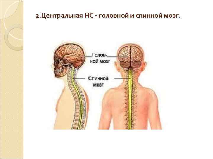 2. Центральная НС - головной и спинной мозг. 2. Центральная НС - головной и спинной мозг.