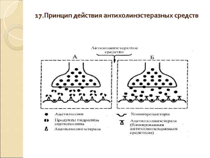 17. Принцип действия антихолинэстеразных средств 17. Принцип действия антихолинэстеразных средств