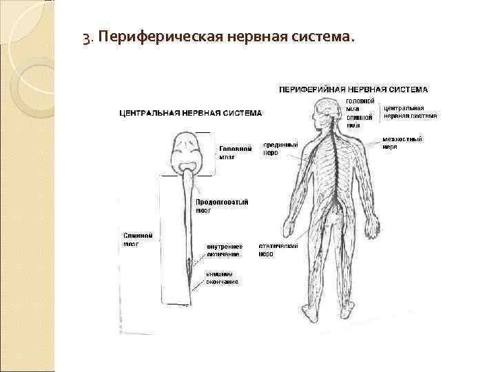 3. Периферическая нервная система. 3. Периферическая нервная система.