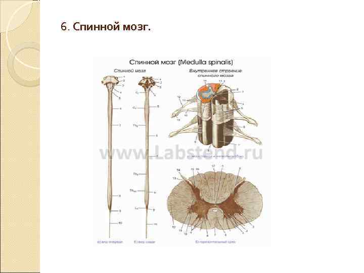 6. Спинной мозг. 6. Спинной мозг.