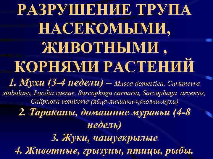 Трупный синод. Разрушение трупа насекомыми и животными. Разрушение трупов животными, насекомыми, растениями..