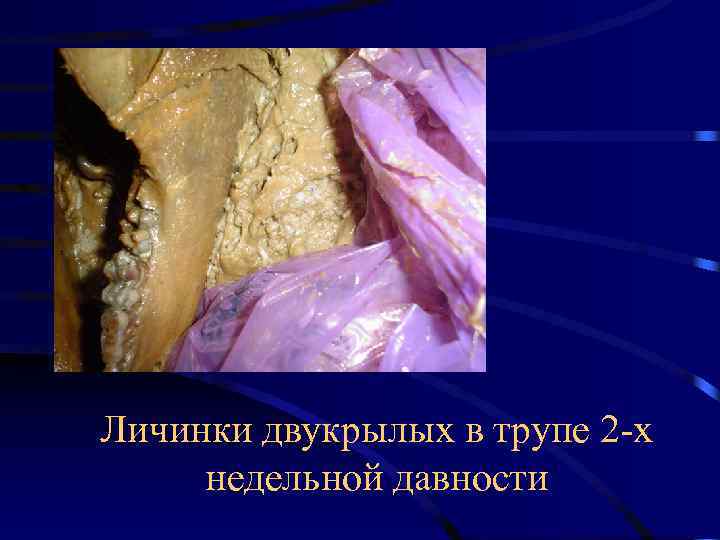 Личинки двукрылых в трупе 2 -х недельной давности 