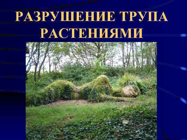 Позднее трупное. Разрушение трупа растениями. Поздние изменения трупа. Поздние гнилостные изменения.