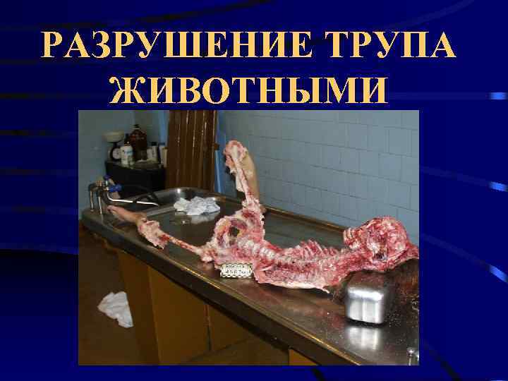 РАЗРУШЕНИЕ ТРУПА  ЖИВОТНЫМИ 