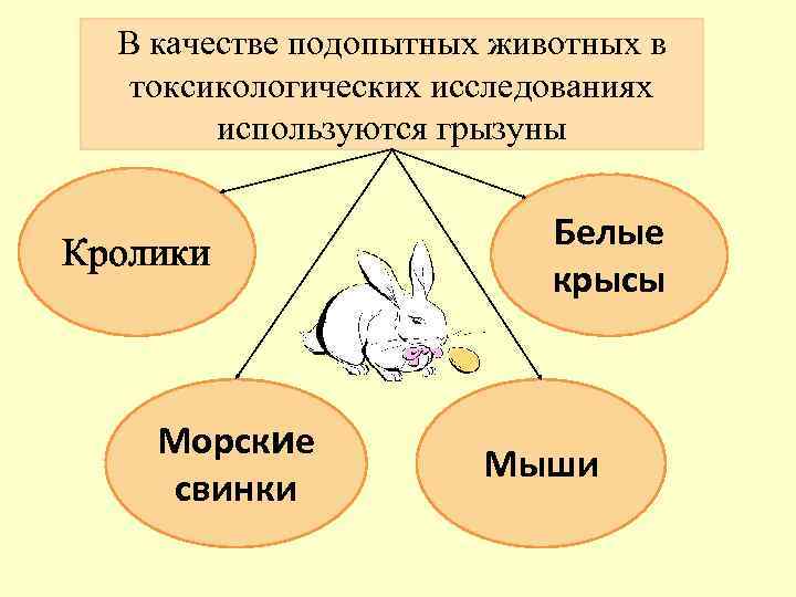  В качестве подопытных животных в  токсикологических исследованиях   используются грызуны 