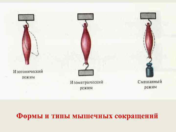 Формы и типы мышечных сокращений 