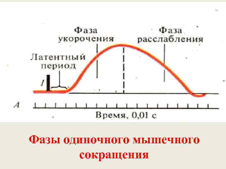 Фазы одиночного мышечного  сокращения 