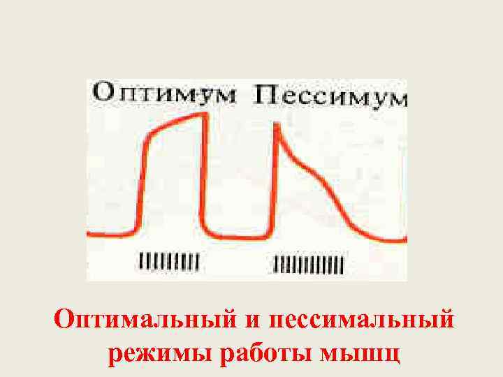 Оптимальный и пессимальный  режимы работы мышц 