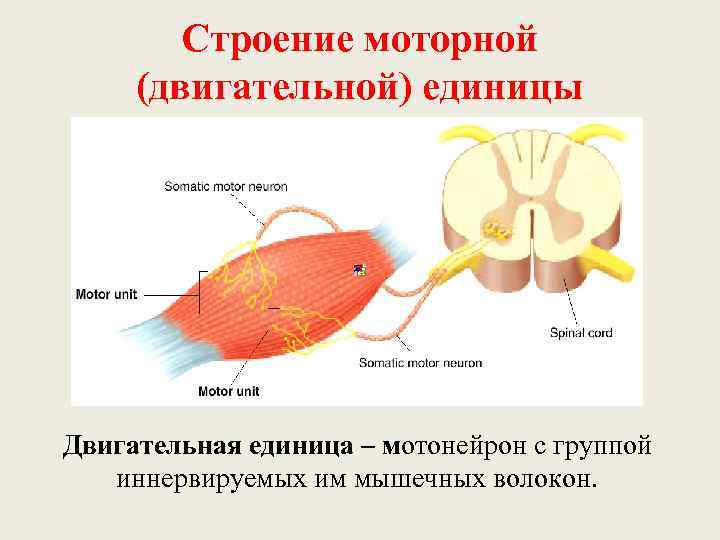 Схема двигательная единица