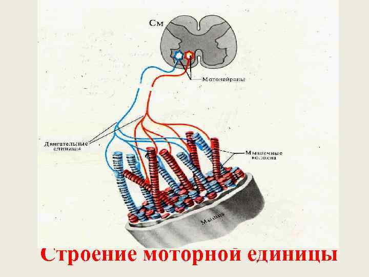 Строение моторной единицы 
