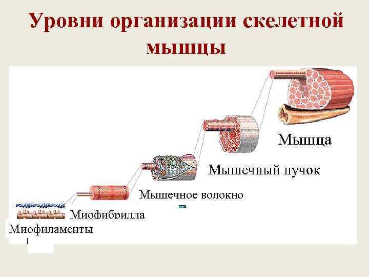  Уровни организации скелетной   мышцы       Мышца