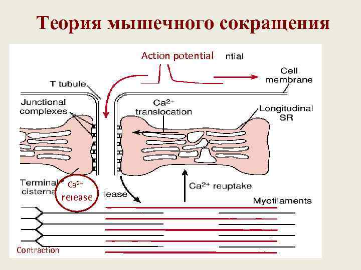  Теория мышечного сокращения     Action potential    Ca